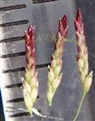  Spikelets
